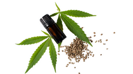 hemp leaf seeds hemp leaves and seeds