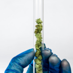Cannabis Product Testing: Pass or Fail?