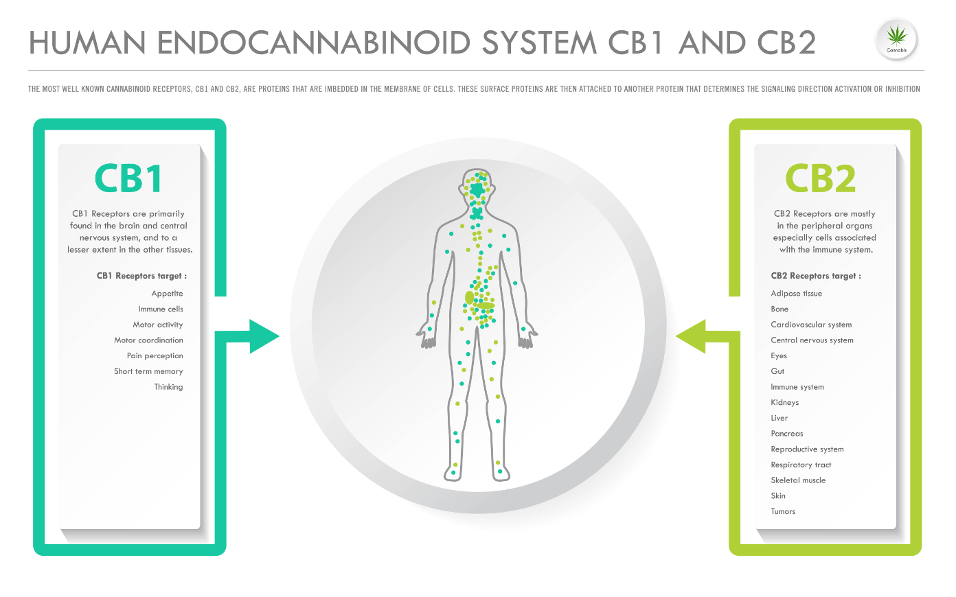 Human Endocannabinoid System CB1 and CB2