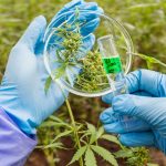 Opinion: Beyond the Colony Count: Cannabis Testing Must Evolve Cannabis Testing
