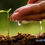 The Critical Value of Workforce Training in the Cannabis Industry Cultivation