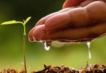 The Critical Value of Workforce Training in the Cannabis Industry Cultivation