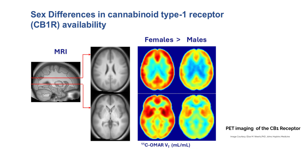 Sex Differences in cannabinoid type-1 receptor (CB1R)