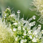 Terpenes, Terpenoids, and the Entourage Effect: What Science Actually Shows Cannabis trichomes, the resin glands where cannabis synthesizes and stores its cannabinoids and terpenes.