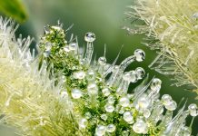 Terpenes, Terpenoids, and the Entourage Effect: What Science Actually Shows Cannabis trichomes, the resin glands where cannabis synthesizes and stores its cannabinoids and terpenes.