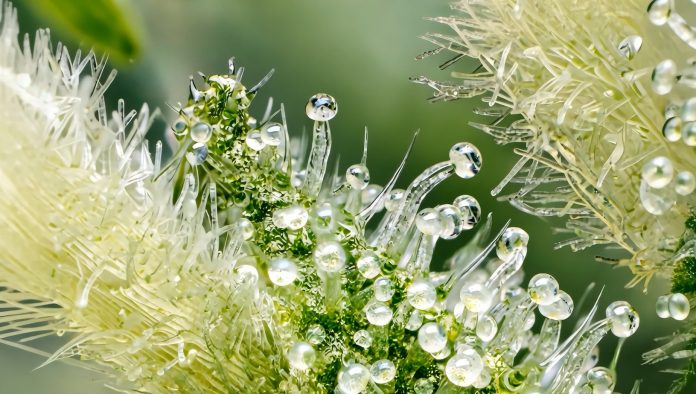 ISANA ULTRA MACRO-2c Cannabis trichomes, the resin glands where cannabis synthesizes and stores its cannabinoids and terpenes.