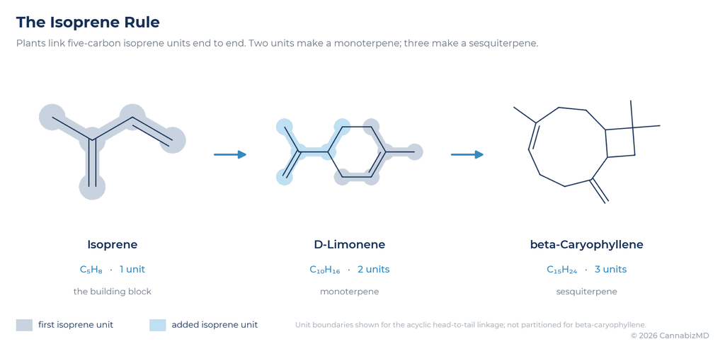 Every terpene is built from five-carbon isoprene units linked end to end.