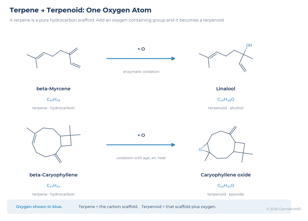 A single oxygen-containing group converts a terpene into a terpenoid.