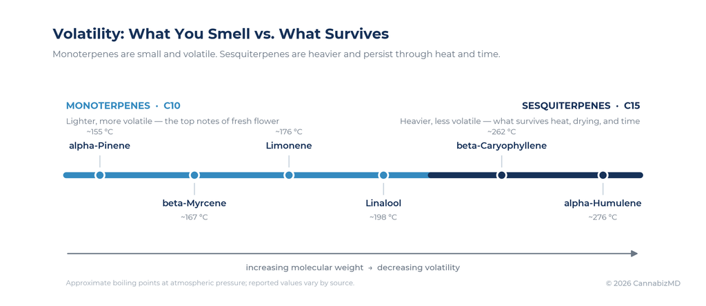 Molecular weight drives volatility, which determines what you smell fresh versus what survives heat and time.